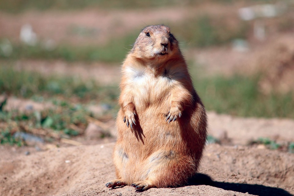 The Southern Ute Drum | Dealing with prairie dog problems