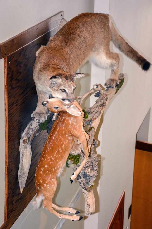 mountain lion mount