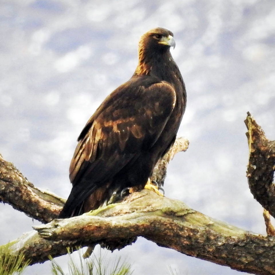 The Southern Ute Drum Majestic Birds Of Prey