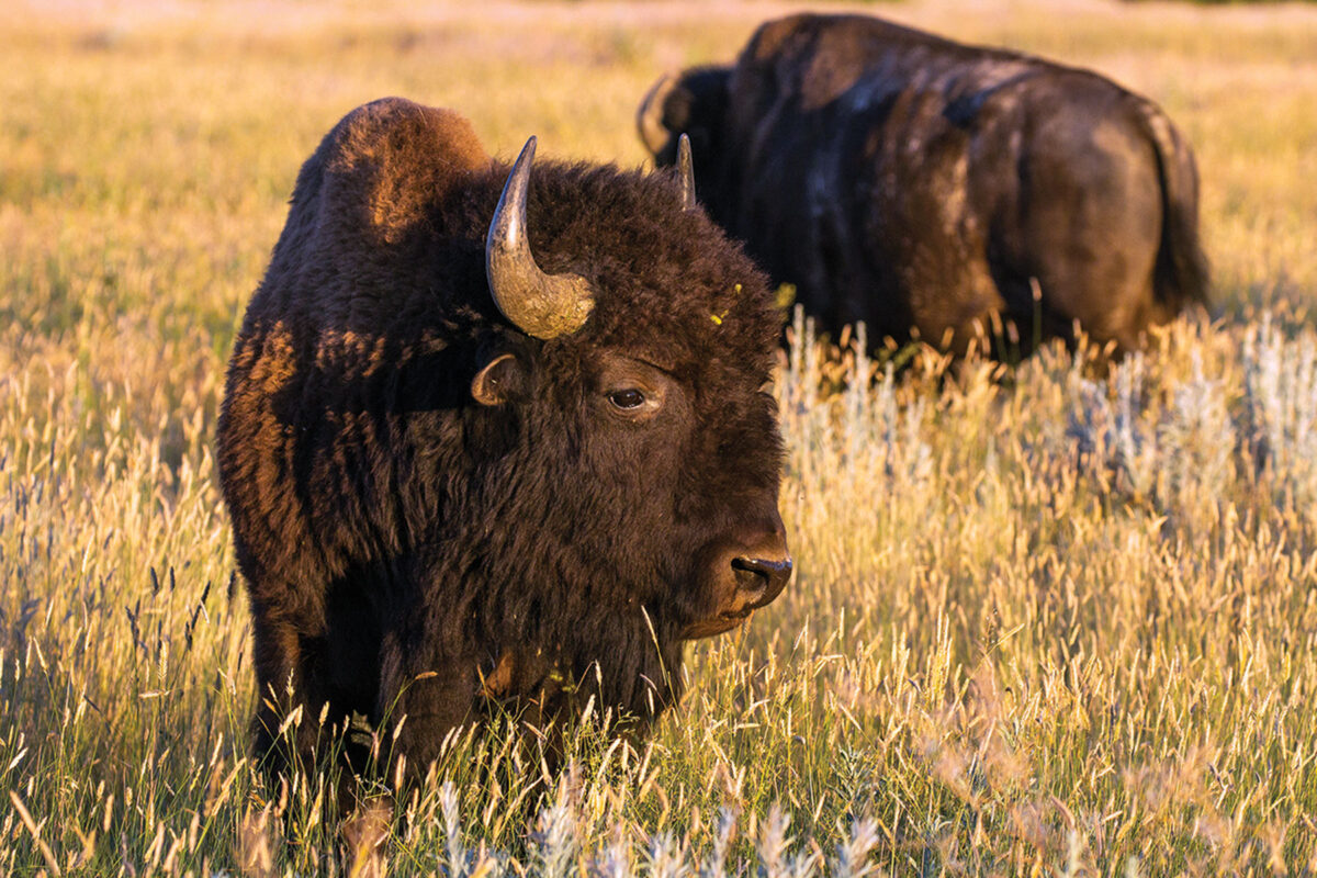 Cultural, ecological and economic benefits of tribal bison restoration ...